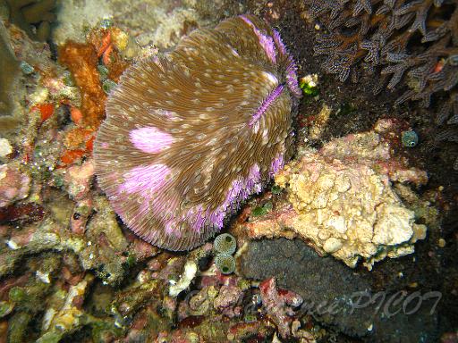 corail champignon - fungia fungites.JPG - les zones violettes sont des zones de croissance